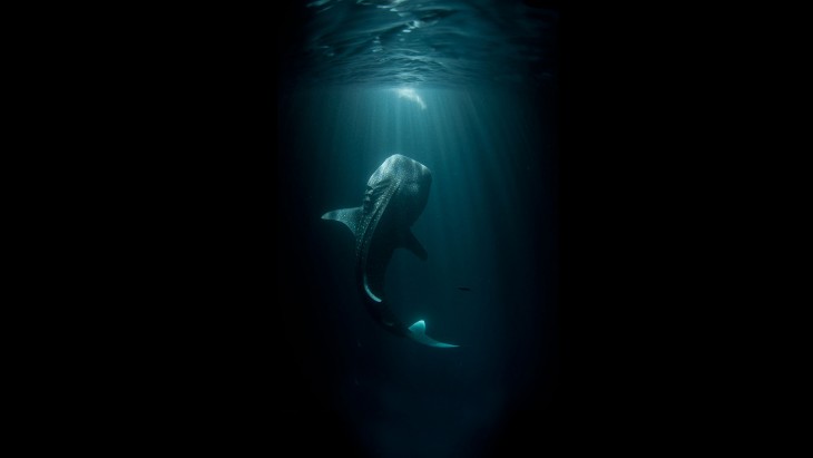 Fotografía debajo del mar de una ballena que está a punto de salir del mar 