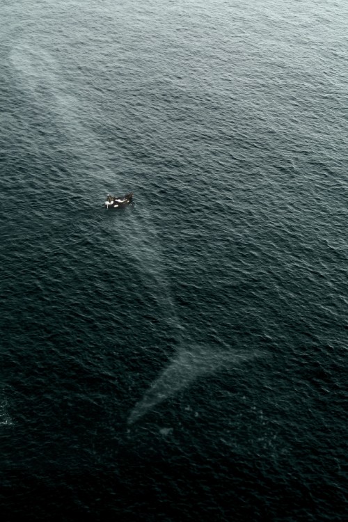 lancha en el mar sobre una enorme ballena 