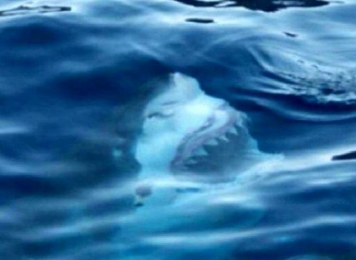 cara de un tiburón a punto de salir del mar 