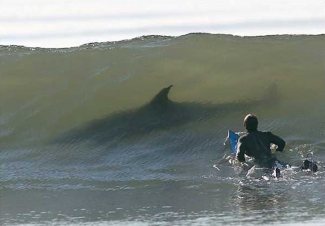 fotografía de un surfer a punto de tomar una ola donde hay un gran tiburón 