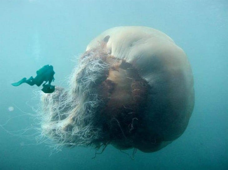 buzo en la superficie del mar cerca de una medusa gigante 