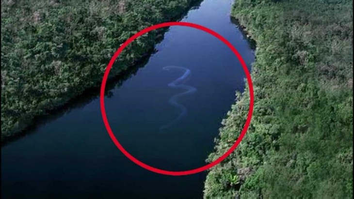 círculo rojo señalando una serpiente debajo del agua entre dos partes de áreas verdes 