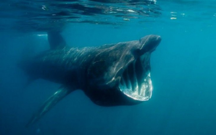fotografía de una rara y enorme especie bajo el mar 
