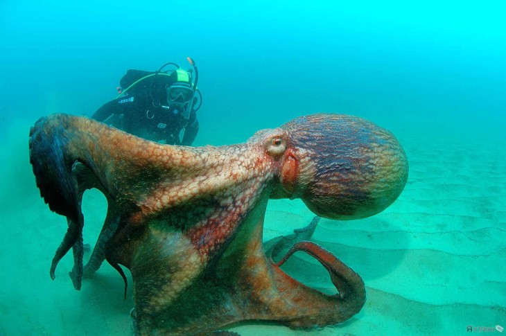 Un buzo en la superficie del mar muy cerca de un pulpo 