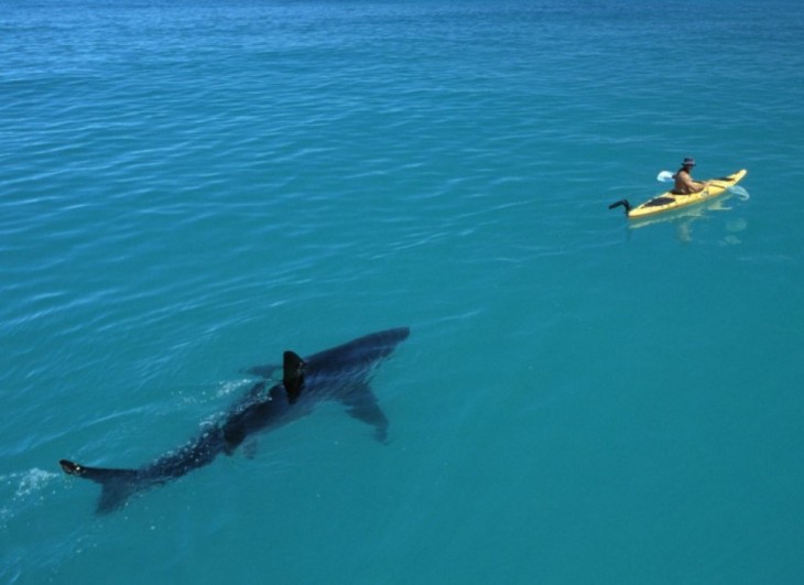 hombre en una lancha siendo perseguido por un tiburón 