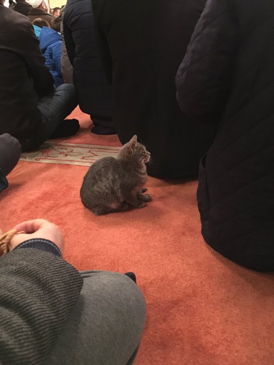 GATITO GRIS QUE PARECE QUE ESTA ESCUCHANDO EL SERMÓN