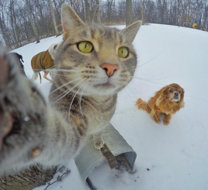 GATO QUE SE TOMA SELFIES SOLO