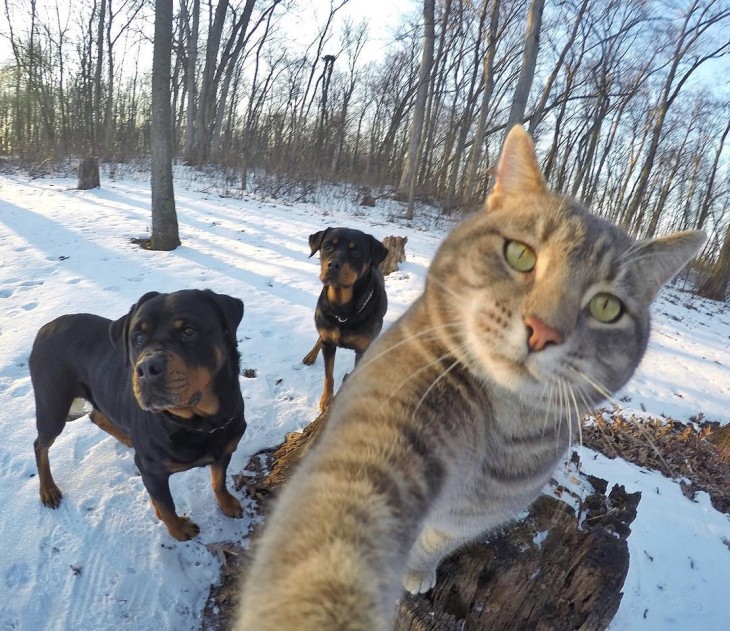 GATO TOMANDOSE UNA SELFIE CON SUS AMIGOS