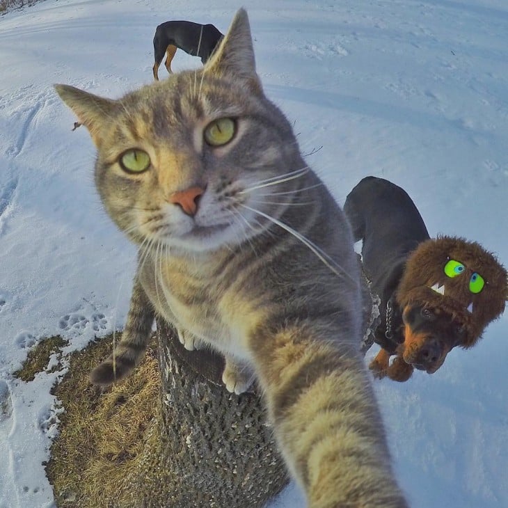 GATO TOMANDOSE LA SELFIE EN UN TRONCO