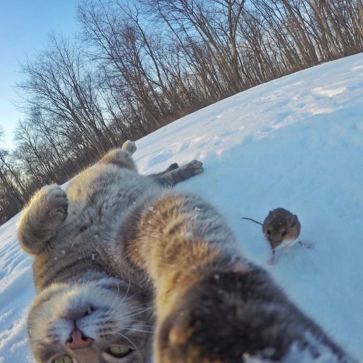 GATO TOMANDOSE UNA SELFIE DE PANZA