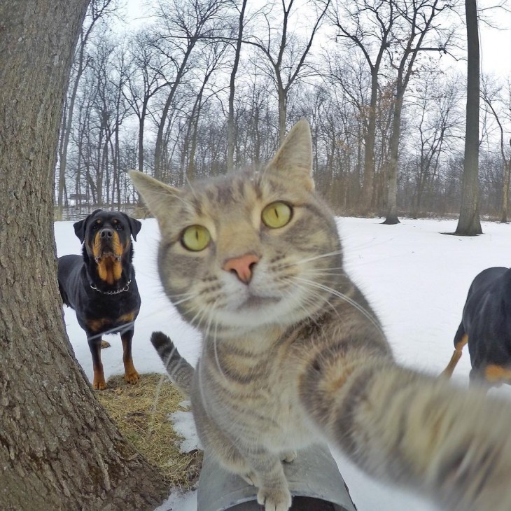 gato con una foto desde el buzón