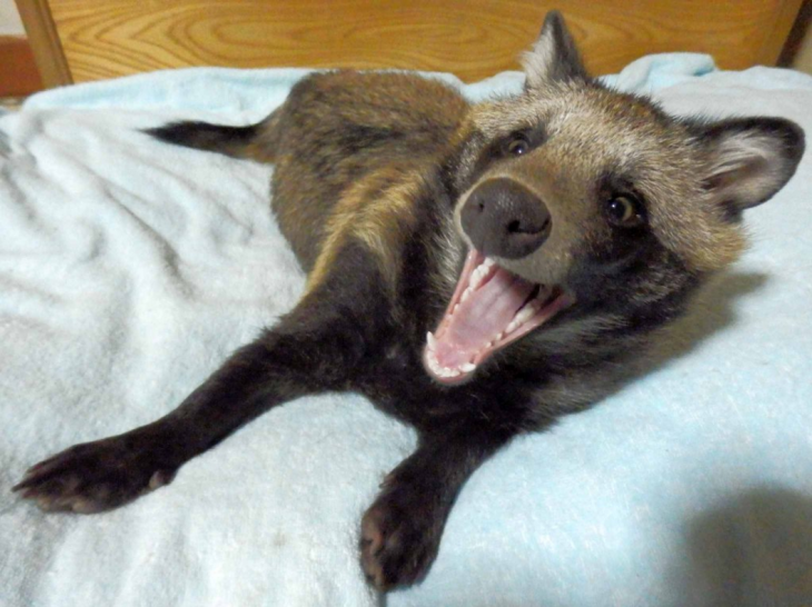 Tanuki el perro mapache famoso de twitter