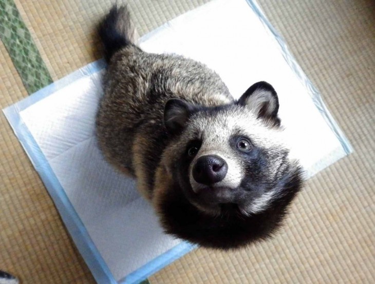 Tanuki, el perro mapache que todos quieren tener 