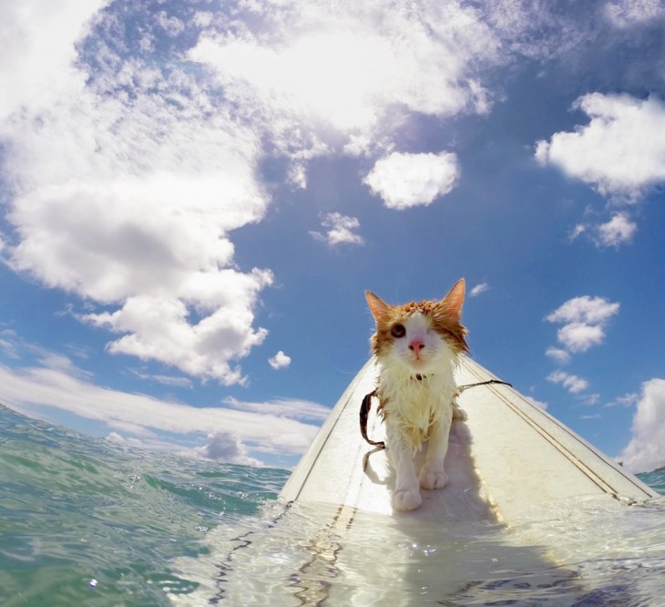 Kuli, el gato tuerto en Hawaii que ama nadar y surfear 