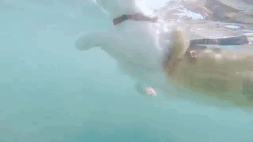 Gif de un gato nadando 