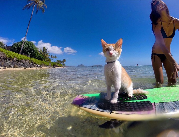 chica con un gato tuerto sobre una tabla de Surf 