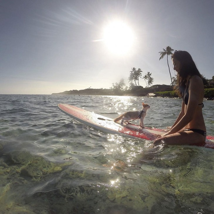 Chica con un gato sobre una tabla de surf en las costas de Honolulu, Hawái