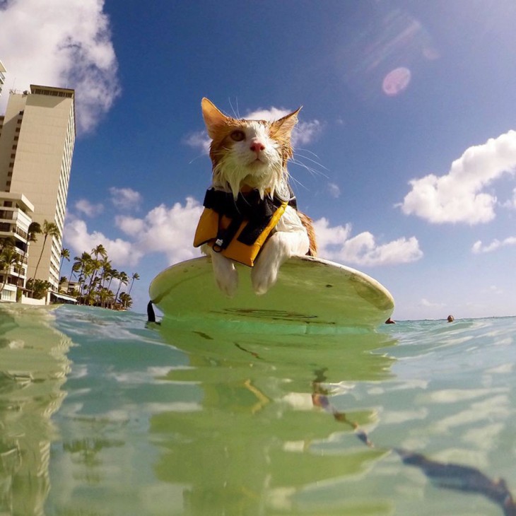 Kuli, el gato tuerto en Honolulu, Hawái que ama surfear 