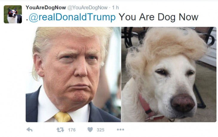 perro con bisoñe de donald trump