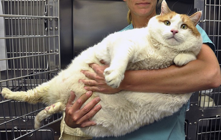 GATO MUY GORDO EN EL ALBERGUE