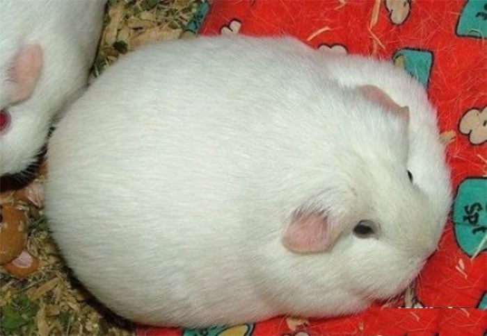 HAMSTER CON OBESIDAD