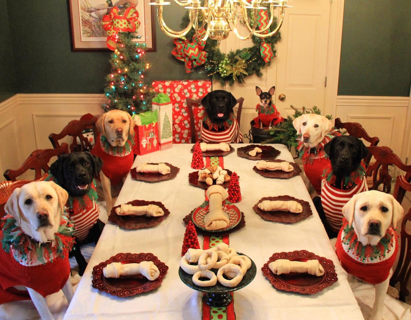 Fotografía de perros comiendo a la mesa en Navidad