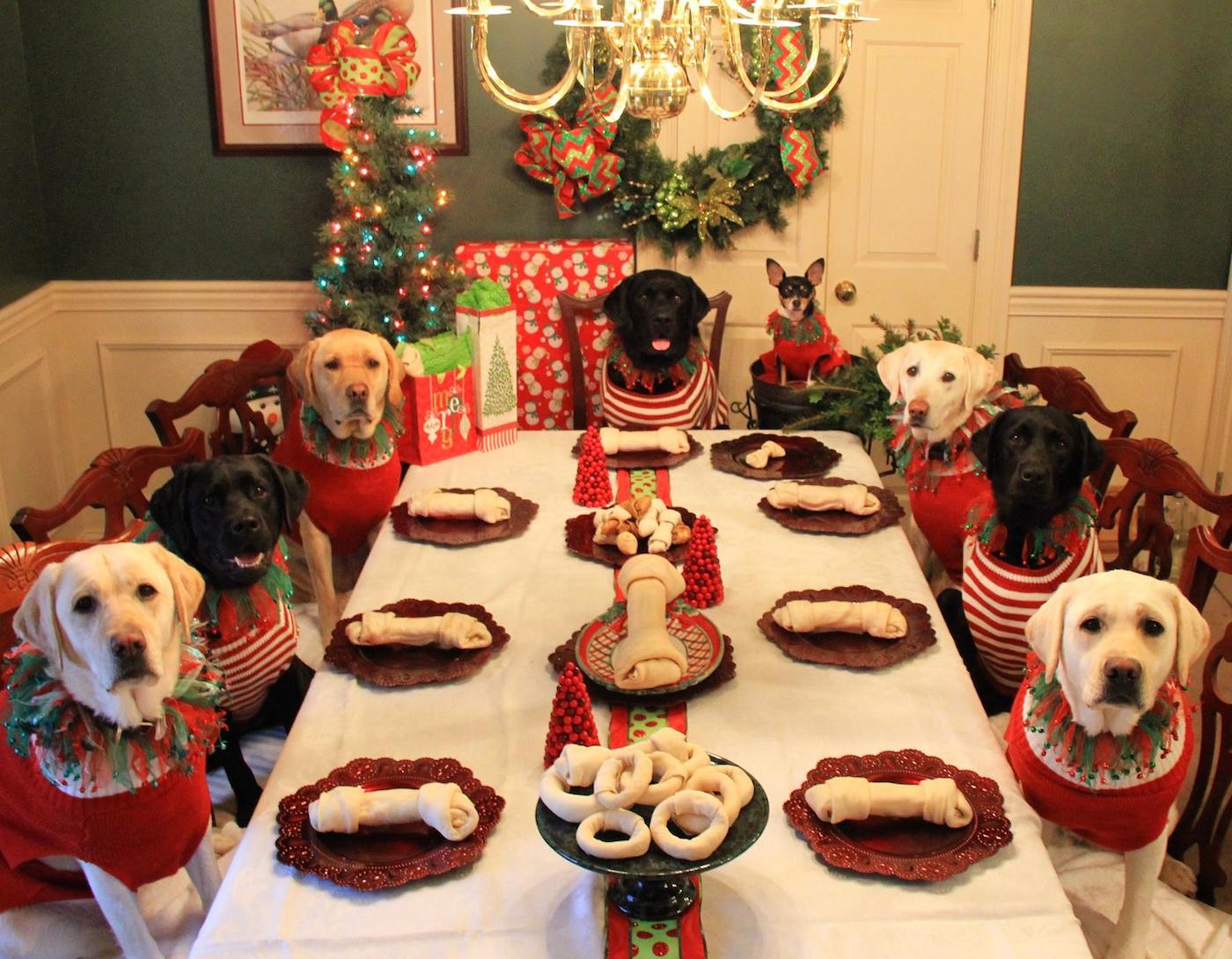 Fotografía de perros comiendo a la mesa en Navidad Fotografía de perros comiendo a la mesa en Navidad