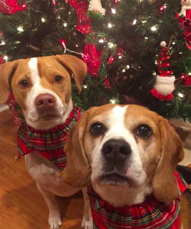 fotografía de dos perros frente a un árbol de navidad 