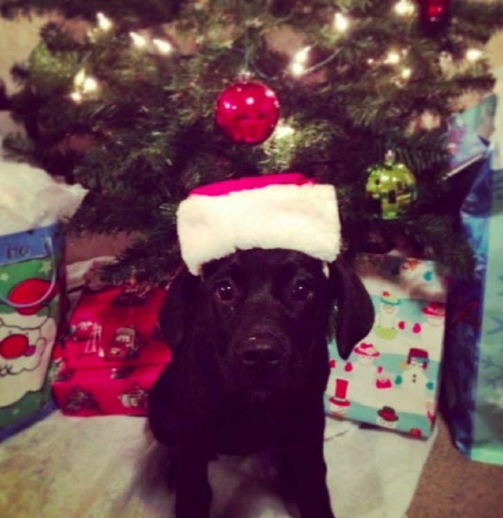 Perro con un gorro de Santa Claus frente a un árbol de navidad 