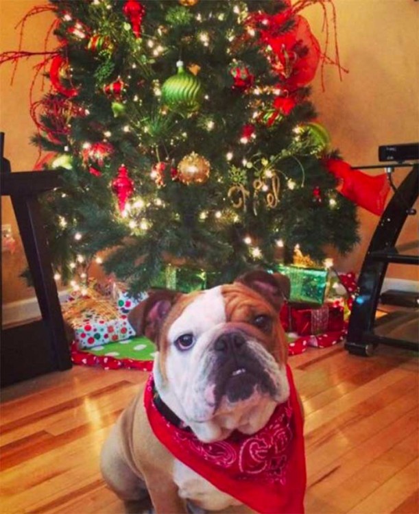 Fotografía de un perro bulldog sentado frente a un árbol de navidad 