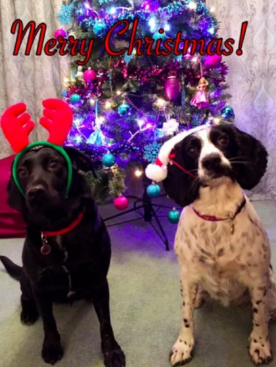 Dos perros con atuendo navideño frente a un árbol de navidad 