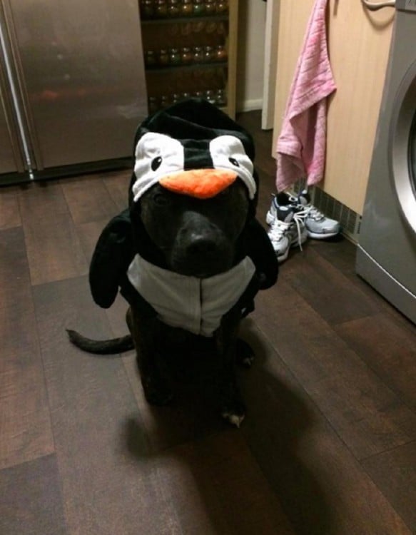 perro vestido de pingüino 
