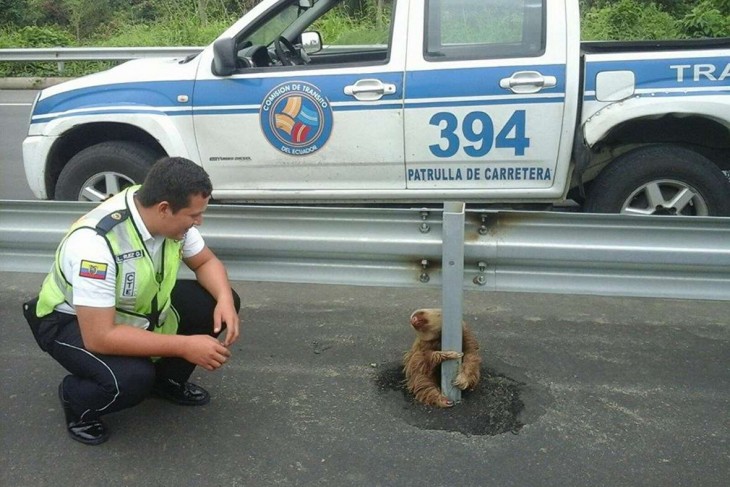 Policía en Ecuador mirando a un perezoso a la mitad de una carretera en la provincia Los Ríos 