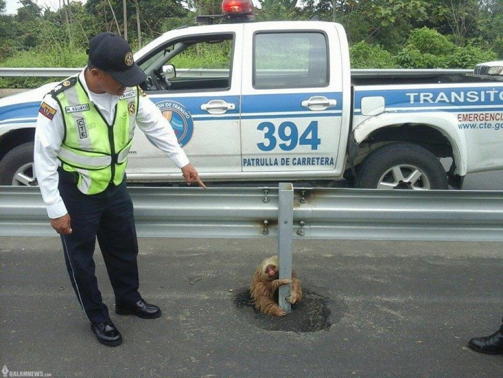 Policía de Ecuador rescata perezoso de una carretera 