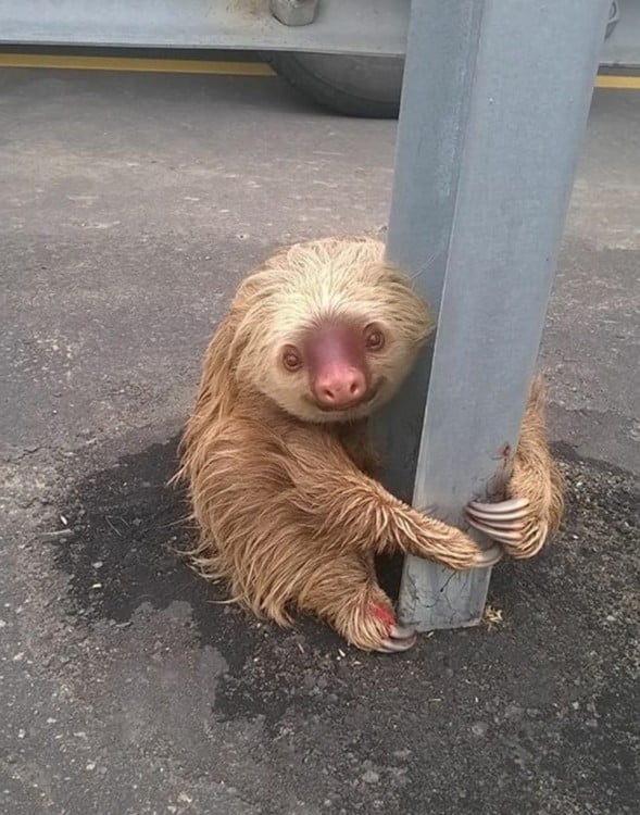 oso perezoso abrazado de un poste en la mitad de una carretera 