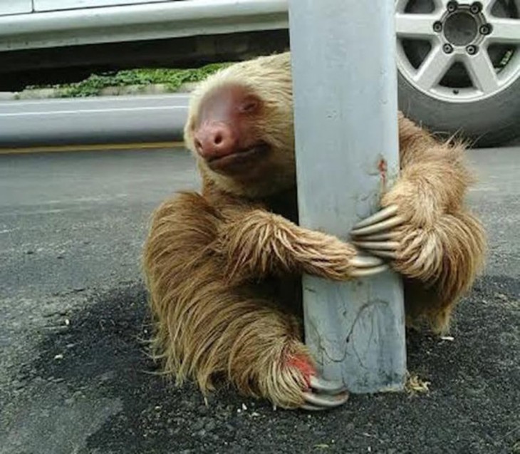 oso perezoso asustado a la mitad de una autopista en Los Ríos, Ecuador 