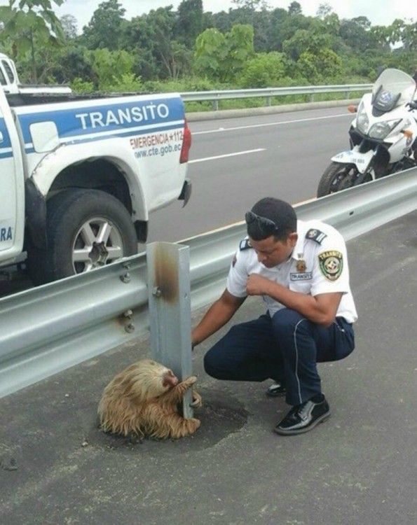Policía intentando rescatar un oso perezoso en Ecuador 