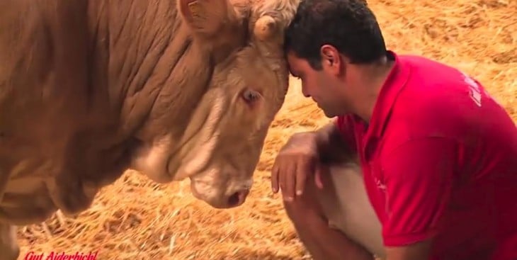 hombre con su cabeza sobre la de un toro 