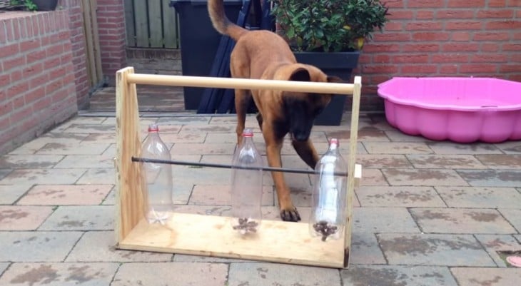 perro jugando con un 3 botellas de plástico sobre una base de madera 