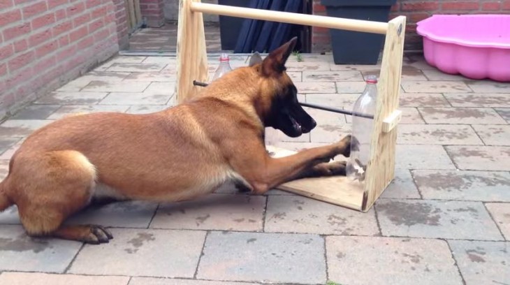 perro jugando con unas botellas llenas de croquetas 