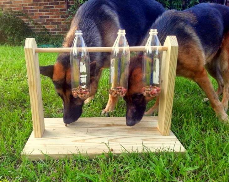 dos perros pastor alemán jugando con un sencillo juguete de madera con botellas de plástico 