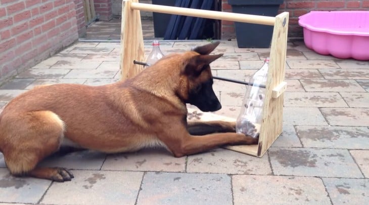 perro sentado sobre el suelo jugando con botellas de plástico en una base de madera 