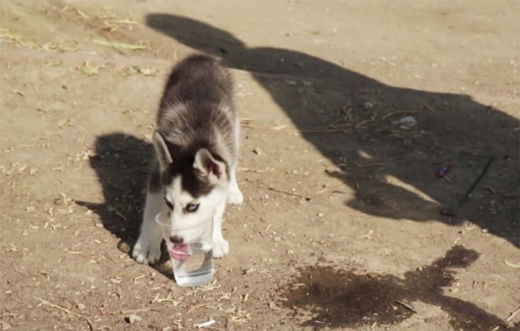 perrita husky tomando agua de un vaso 