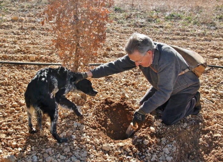 TRUFAS ENCONTRADAS POR UN PERRO ESCARBO POR ELLAS