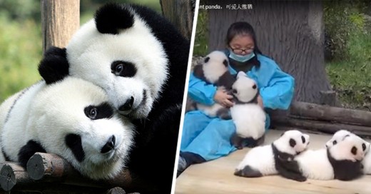 trabajo de abrazador de oso panda