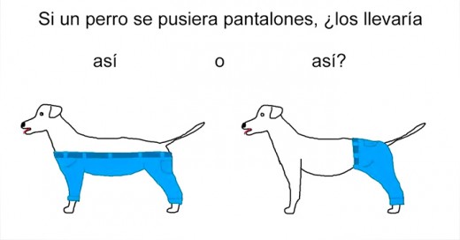 como llevaría pantalones un perro