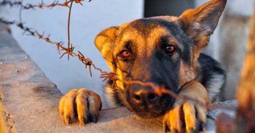 Nuevas y mas severas leyes para la protección de animales en Estados Unidos