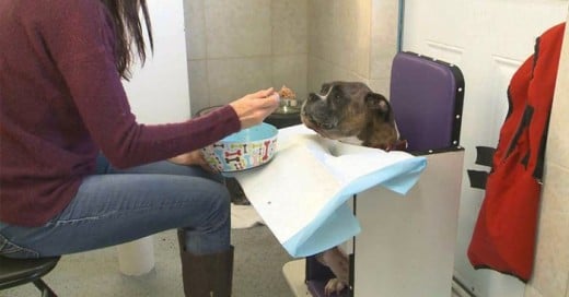 Perrito boxer que no puede comer por si solo