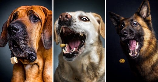 Divertidas fotografías de perros con hambre