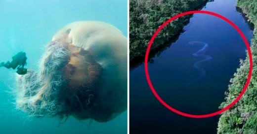 Fotografías que harán que nunca quieras poner un pie en el agua